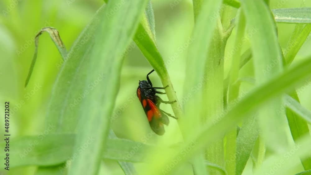 Cicada Cercopis vulnerata (also known as the black-and-red froghopper or red-and-black froghopper), flaps its wings while sitting on a tarragon leaf and jump close-up Cicada Cercopis vulnerata (also known as the black-and-red froghopper or red-and-black froghopper), flaps its wings while sitting on a tarragon leaf and jump close-up