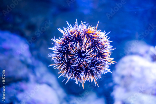 Schilderij op canvas Sea urchin