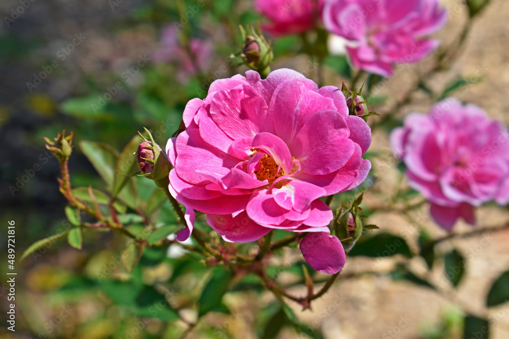 Fototapeta premium Pink roses on public garden
