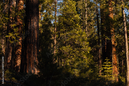 Autumnal natural landscape from Yosemite National Park, California, United States © Adrian Martinez ph
