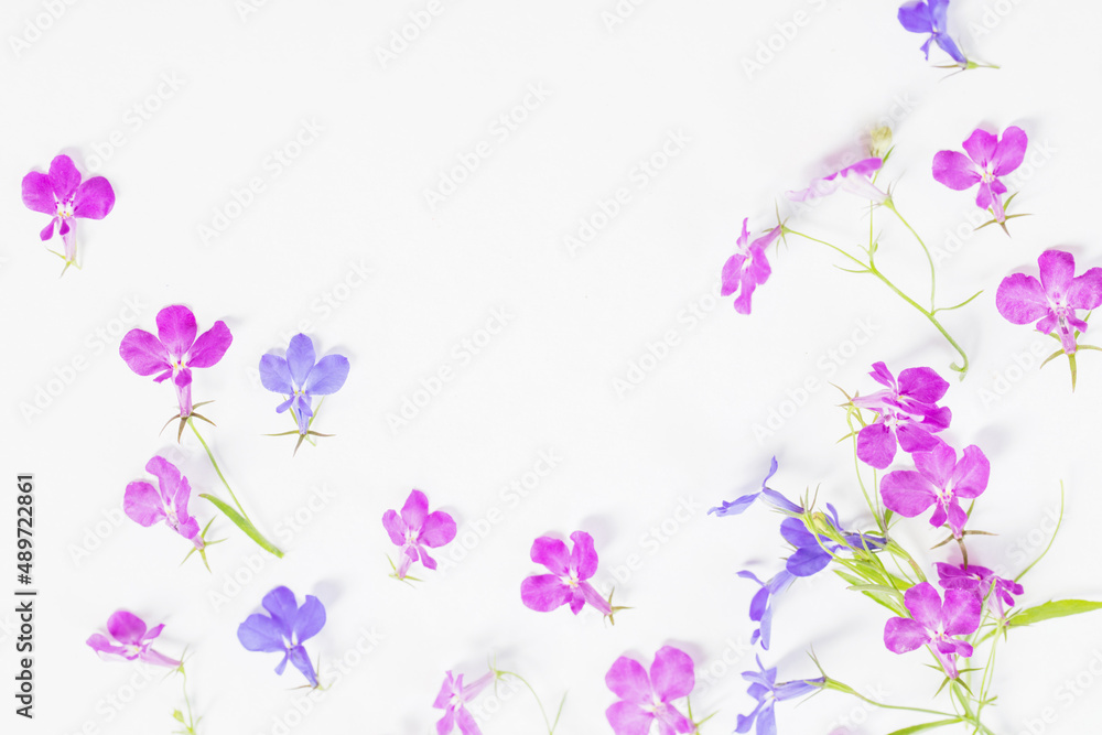 lobelia flowers on white background