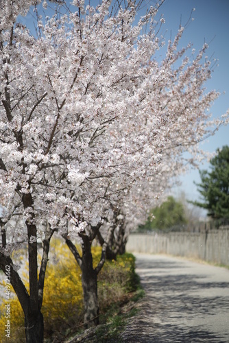 원주천, 벚꽃, 4월 © 현기 최