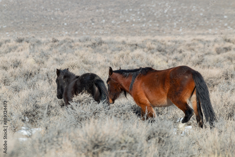 Wild Horses in Winter in the Idaho Desert