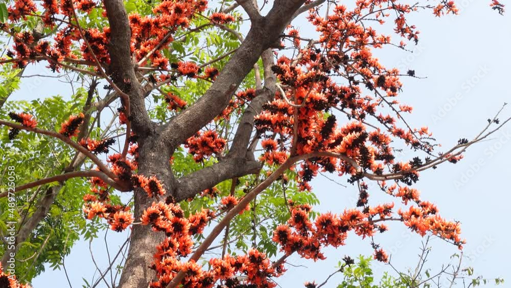 Bees are extracting honey from red-orange Palash flowers. Flowers background. 4k Video. Bees are extracting honey from red-orange Palash flowers. Flowers background. 4k Video.