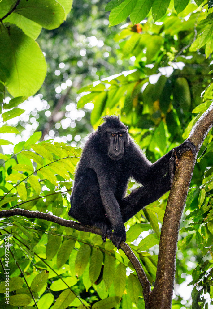 Celebes crested macaque is sitting on a tree. Indonesia. Sulawesi. Celebes crested macaque is sitting on a tree. Indonesia. Sulawesi.