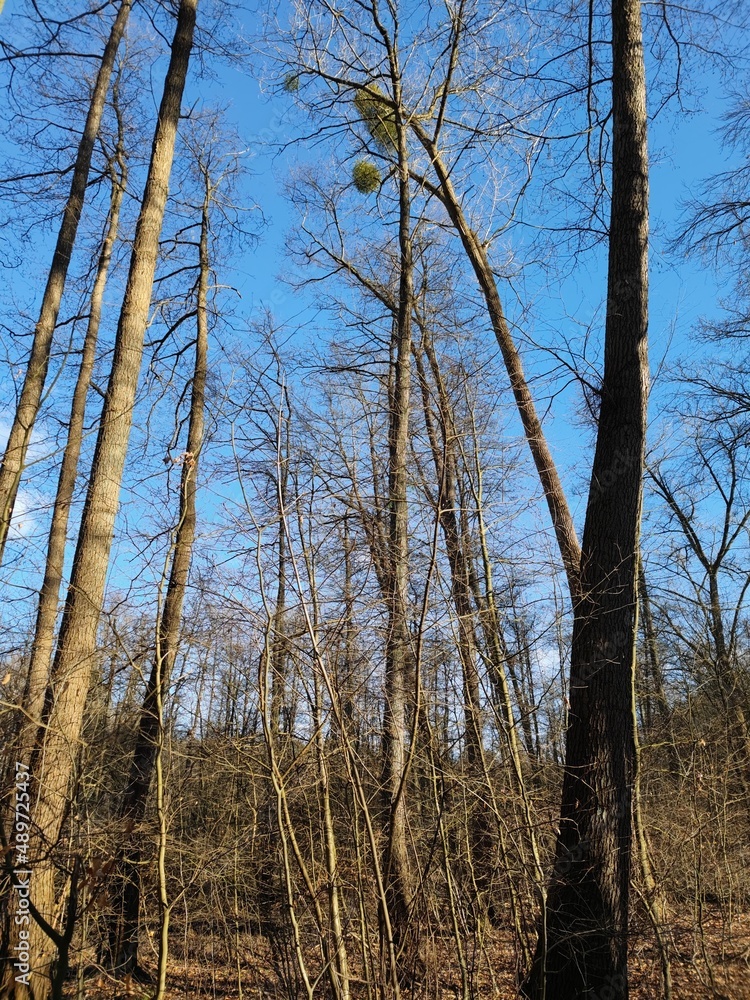 Misteln in hohem Baum Misteln in hohem Baum