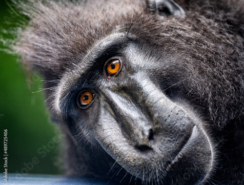 Photography Portrait of a сelebes crested macaque