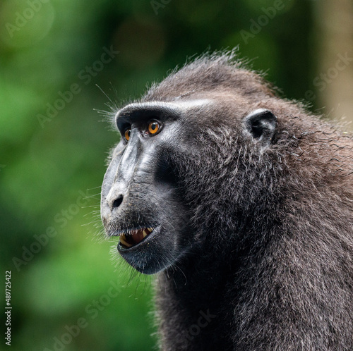 Portrait of a сelebes crested macaque. Close-up. Indonesia. Sulawesi. © gudkovandrey