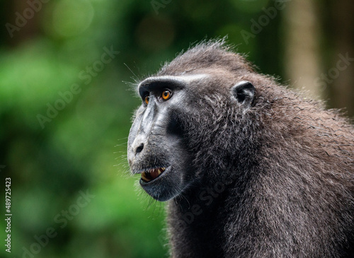 Portrait of a сelebes crested macaque. Close-up. Indonesia. Sulawesi.