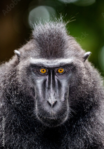 Portrait of a сelebes crested macaque. Close-up. Indonesia. Sulawesi.