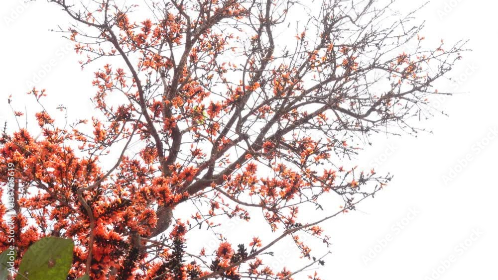 The red-orange Palash flowers have blossomed in the Palash tree. Orange flowers tree view in on midday against the sun. 4k video. The red-orange Palash flowers have blossomed in the Palash tree. Orange flowers tree view in on midday against the sun. 4k video.