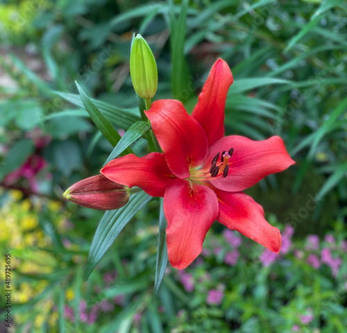 red lily in the garden