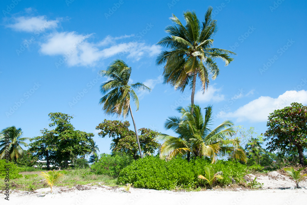 Grand Cayman Island Beach Palm Trees