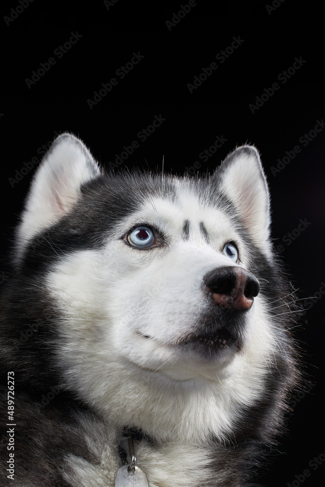 Studio art portrait beautiful husky dog with blue eyes.
