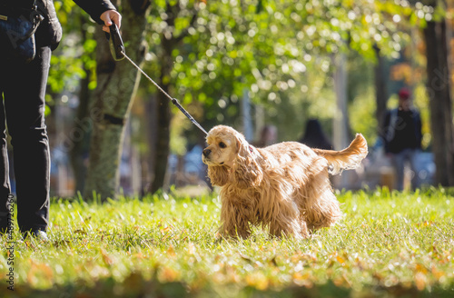 The owner walks the american cocker spaniel dog in the park.