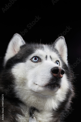 Studio art portrait beautiful husky dog with blue eyes.