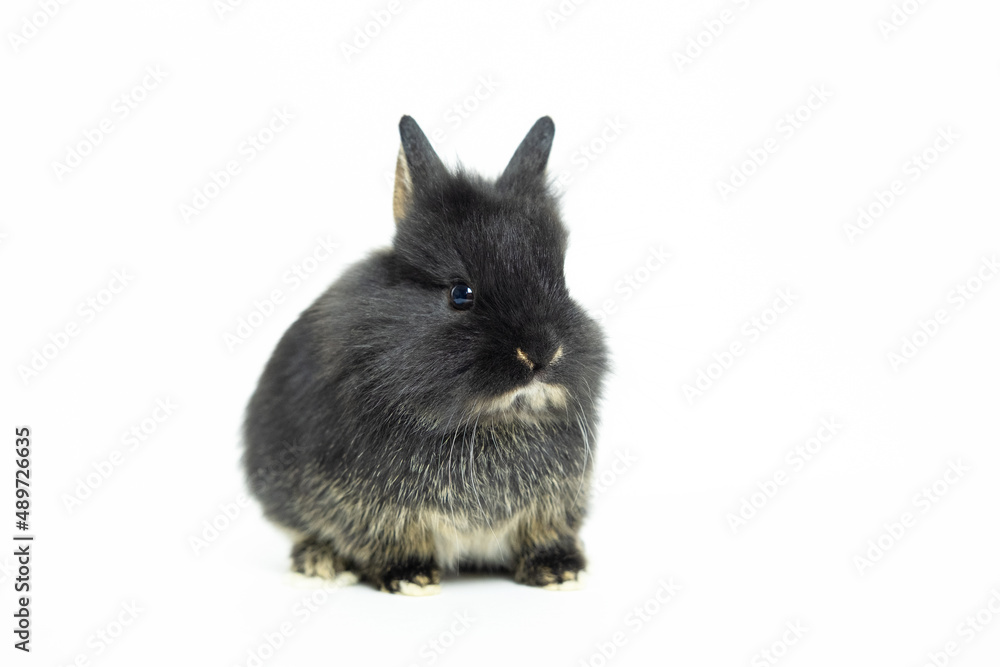 close-up of cute black rabbit close-up of cute black rabbit