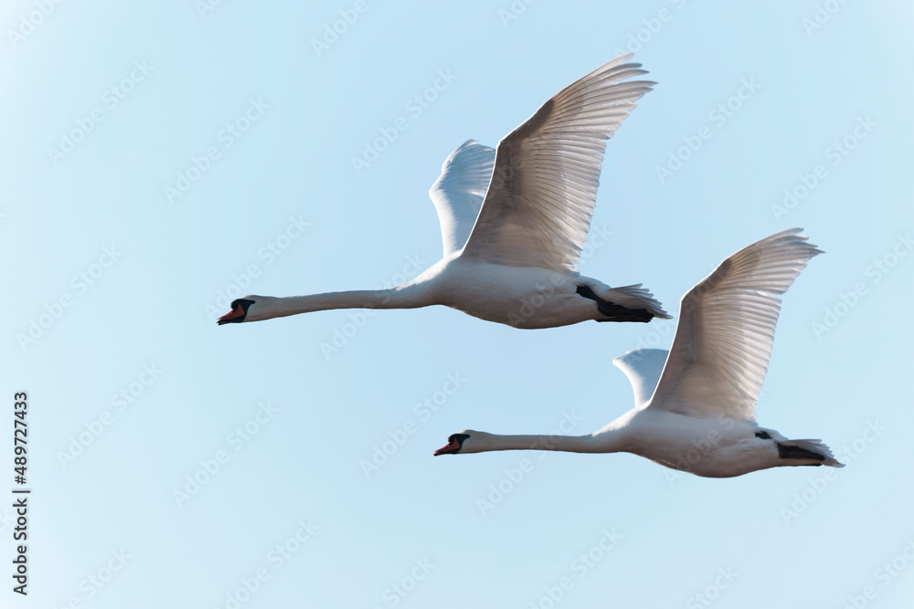 Obraz premium Mute Swan Cygnus olor flying in a pair