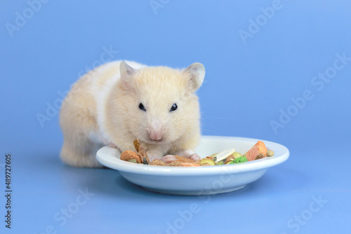 Cute fluffy hamster eats food from a plate on a blue background, pets