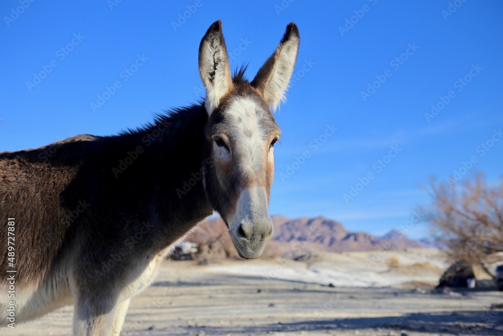 A donkey in Death Valley