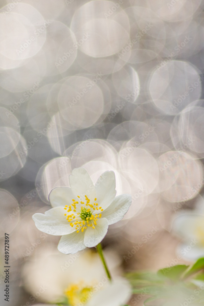 Anemone nemorosa wood anemone,spring flower Anemone nemorosa wood anemone,spring flower