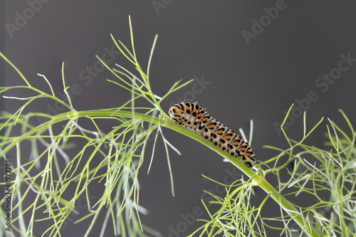 papilio machaon caterpillar on dill plant photo