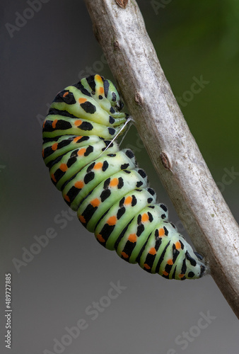 papilio machaon caterpillar in close up