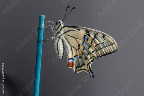 papilio machaon butterfly in close up photo