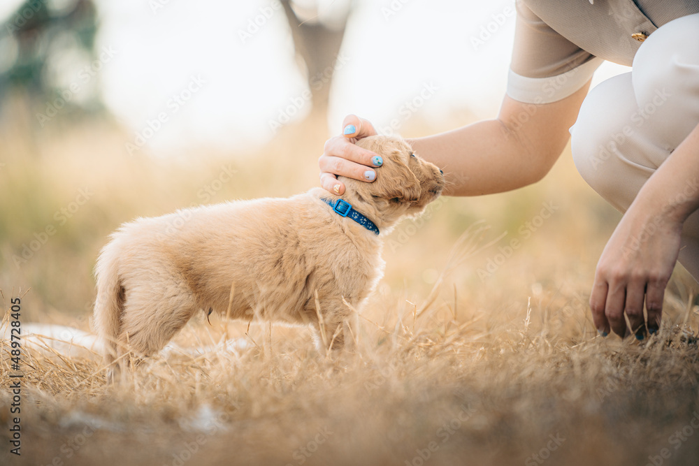 Young beautiful woman with casual clothes rubbing cute purebred golden Labrador retriever brown puppy dog in the yellow grass field. lovely pet, adorable doggy standing outdoor with copy space