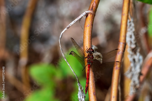 Close-up of a dragonfly with one of four wings damaged. photo