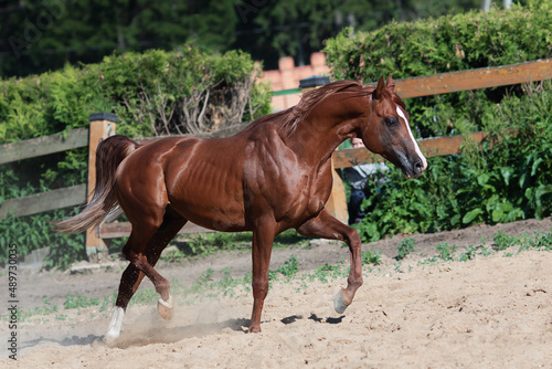 Beautiful chestnut horse running in paddock on the sand background © Svetlana