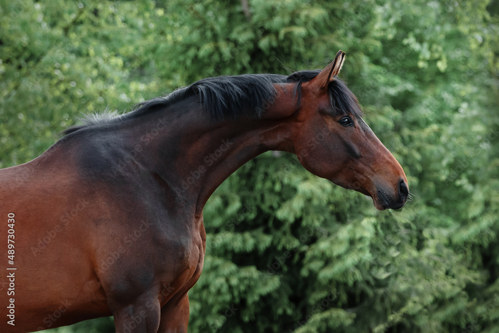 Portrait of a beautiful chestnut horse with mane stands on natural summer background, head closeup Portrait of a beautiful chestnut horse with mane stands on natural summer background, head closeup