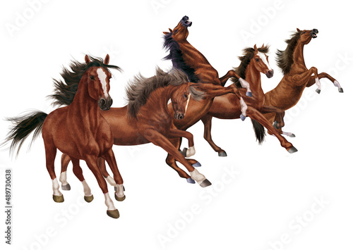 cheval, animal, isolé, illustration, vecteur, brun, mouvement, étalon, blanc, noir, ferme, troupeau, mammifère, course, poney, silhouette, amoureux des chevaux, sauvage, nature, chameau, dessin animé, photo