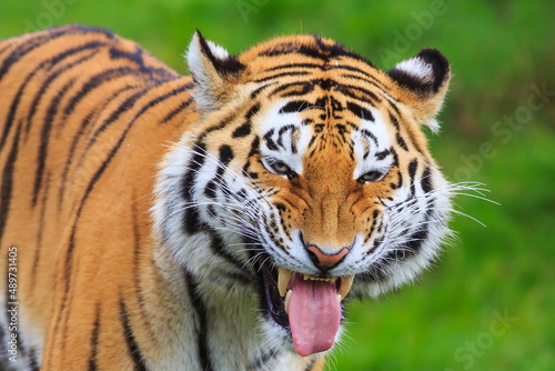 male Siberian tiger (Panthera tigris tigris) the perfect grin on his face