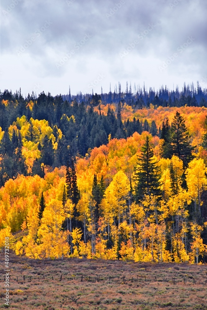 Fototapeta premium Daniels Summit autumn quaking aspen leaves by Strawberry Reservoir in the Uinta National Forest Basin, Utah, along Highway 40 between Heber and Duchesne, USA.