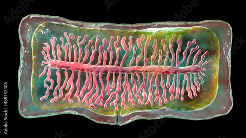 Proglottid of tapeworm Taenia saginata photo