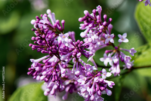 Der Fr  hling ist da - Blumenwiese