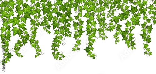 Green ivy grow. Vine wall, isolated climbing plants with leaves. Hanging branches, growing foliage creeper. Nature and botanical exact vector banner