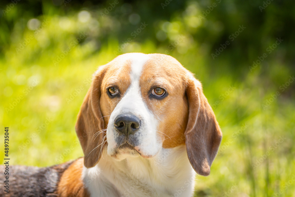 Portrait of a beautiful adult Beagle dog, during a walk in the countryside, surrounded by grass and vegetation, looking attentively. closeup, selective focus