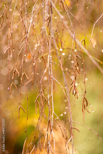 Fototapeta Naklejka Na Ścianę i Meble -  zielone gałązki drzewa z kroplami deszczu