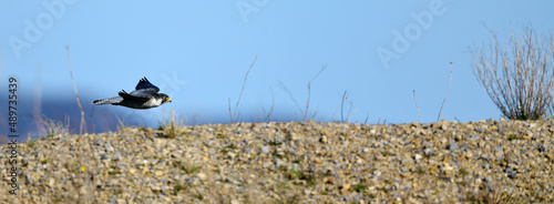 Peregrine falcon // Wanderfalke (Falco peregrinus) photo