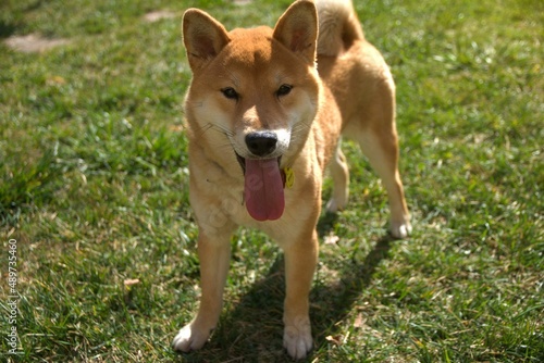 Shiba Inu dog photo