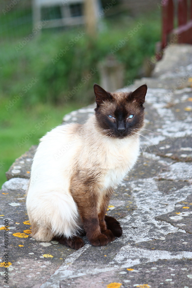 A beautiful portrait of a siamese domestic cat sitting on gray wall in the field with a mysterious look and big blue eyes. Siamese cat looking warily. beautiful blue eyes