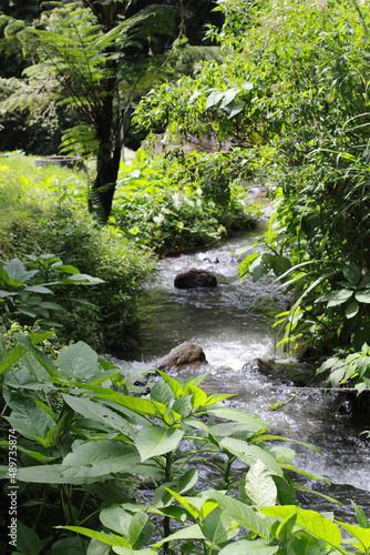 stream in the forest