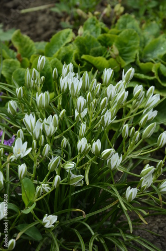 Spring flower Star of Bethlehem .