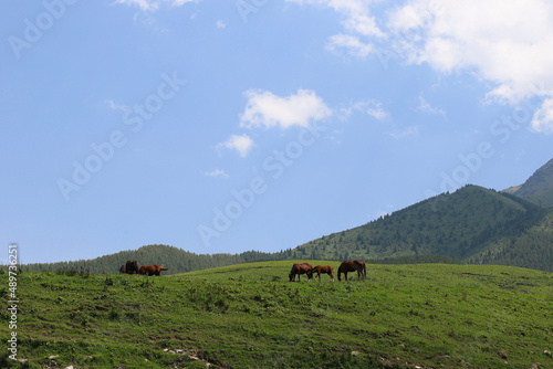 cows in the mountains