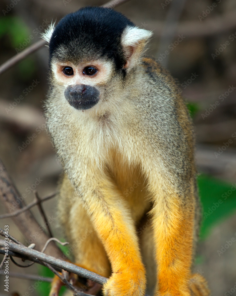 Closeup portrait of Golden Squirrel Monkey (Saimiri sciureus) sitting on branch in the Pampas del Yacuma, Bolivia. Closeup portrait of Golden Squirrel Monkey (Saimiri sciureus) sitting on branch in the Pampas del Yacuma, Bolivia.