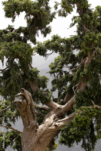 trunk