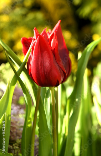 Photography Lasting Love Tulip, tall, wine-colored tulips add dramatic flair