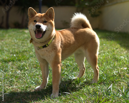 Fotografi Shiba Inu dog